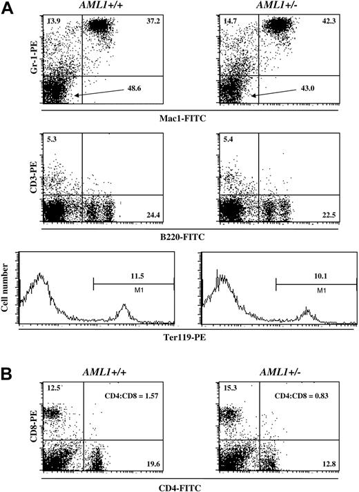 Figure 1. Percentage of lineage-positive cells in the BM and spleen of AML1+/+ and +/– mice. (A) BM cells were isolated from either wild-type (left) or AML1+/– (right) mice and stained for Mac1 and GR-1, CD3 and B220, or Ter119, and the relative frequency of the individual hematopoietic lineages was determined by FACS. The percentage of cells positive for the indicated cell surface markers is denoted in each panel. (B) Spleen cells were isolated from wild-type (left) or AML1+/– (right) mice and stained for CD4 and CD8, and the frequency of cells staining with these antibodies was determined by FACS. The percentage of CD4+ and CD8+ cells, along with the CD4+ to CD8+ T-cell ratio, is indicated. The profile shown is from a single pair of age- and sex-matched littermates. Identical results were obtained from 2 other pairs of mice.