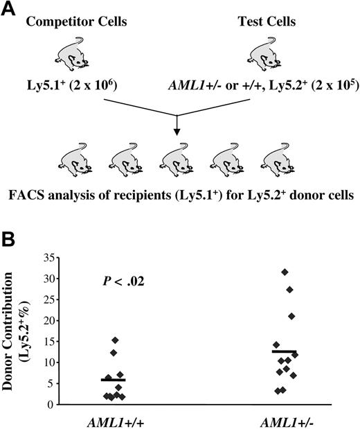 Figure 3. AML1+/– cells produce a higher engraftment level in a competitive long-term repopulating assay. (A) Schematic diagram of the in vivo competitive repopulating assay. 2 × 105 test BM cells from 2 to 3 AML1+/– or +/+ mice (Ly5.2+) were mixed together with a 10-fold higher number (2 × 106) of competitor cells (Ly5.1+) and then transplanted into lethally irradiated Ly5.1+ mice (n = 10-12 mice/group). The percentage of Ly5.2+ cells in the peripheral blood was determined by FACS every 4 week after transplantation. (B) Percentage of Ly5.2+ cells in the blood at week 24 after transplantation.