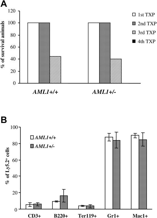 Figure 4. Similar self-renewal capacity seen for AML1+/– and +/+ LTR-HSCs. (A) 1 × 106 BM cells (Ly5.2+) from AML1+/+ or +/– mice were injected into lethally irradiated recipients. Three to four months after transplantation, BM cells were harvested from animals that had received transplants, donor-derived Ly5.2+ cells were sorted by FACS, and 0.5 to 1 × 106 Ly5.2+ cells were injected into the secondary recipients. This procedure was then repeated sequentially 3 to 4 months after each transplantation. The percentage of mice surviving from 4 sequential cycles is shown (n = 9-10 mice/group). (B) BM cells from secondary recipients were analyzed for multilineage engraftment by FACS. The percentage of Ly5.2+ T cells (CD3+), B cells (B220+), erythroid (Ter119+), and GR1+ and Mac1+ myeloid cells is shown. (n = 4 mice/group). Error bars represent standard deviation.