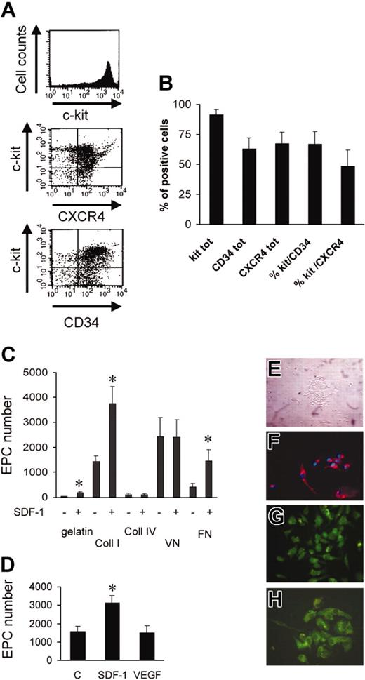 Figure 1. Isolation, characterization, and differentiation of c-kit+ cells in culture. (A) FACS analysis showing the purity of c-kit+ cells obtained by MACS sorting and relative CXCR4 and CD34 expression in these cells. (B) Percentage of c-kit–, CXCR4–, and CD34-expressing cells in MACS-sorted cells (n = 3). tot indicates total. (C) Quantification of differentiated EPC number (Ac-LDL-DiI+ cells) on the indicated substrates in the presence or absence of SDF-1. *P < .05; n = 5. (D) In contrast to SDF-1, VEGF does not act as a differentiation factor for c-kit+ cells onto Coll I. *P < .05; n = 3. C indicates control-untreated cells. (E) Phase contrast image of clusters of c-kit+–derived cells after 3 days of culture. (F) Double staining of Hoechst 33258 and Ac-LDL-DiI+ in differentiated EPCs after 7 days in culture. (G-H) Immunohistochemistry showing VWF (G) and KDR (H) expression in clusters of differentiated EPCs after SDF-1 stimulation in culture for 7 days.