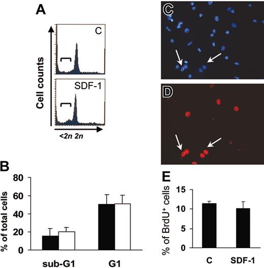 Figure 2. SDF-1 does not modify EPC cell cycle. (A-B) FACS analysis of PI-stained one-day–cultured c-kit+ cells ± 100 ng/mL SDF-1. The addition of the chemokine did not result in suppression of apoptosis or in progression into cell cycle as evidenced by the percentage of cells in sub-G1 (brackets in A) and G1 phase, respectively. (B) Average of 3 independent experiments ± SE; filled bars indicate control treatment; open bars, 100 ng/mL SDF-1. (C-E) SDF-1 does not modify the percentage of differentiated EPCs in S-phase after 7 days of culture. BrdU incorporation assays in differentiated EPCs were performed, and BrdU+ cells (arrows in C-D) were counted in randomly selected microscope fields among Hoechst 33258+ cells. (E) Average of 3 independent experiments ± SE. C indicates control-untreated cells.