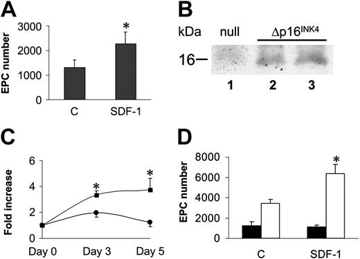 Figure 7. A cell cycle G1 checkpoint likely cooperates with SDF-1–mediated adhesion in EPC differentiation of c-kit+ cells. (A) Stem cells were expanded for 7 days in cytokine containing serum-free medium, after which they were plated onto FN without cytokines ± SDF-1. The results showed that cytokine washing partially restored EPC differentiation of ex vivo–expanded cells. *P < .05; n = 5. Error bars indicate standard errors. (B) Overexpression of p16INK4 was performed by incubating U2OS cells with retrovirus supernatants (null, lane 1 or increasing amounts of p16INK4 retrovirus; Δp16INK4, lanes 2-3) to check transgene expression by Western analysis. (C) C-kit+ cells were transduced with retro null or retro p16INK4 and thereafter analyzed for cell number increase in the presence of mitogens. Both at 3 and 7 days after infection, cell proliferation was blocked in p16INK4-transduced cells. Data are reported as fold increase in cell number compared with number of cells at the beginning of the time course. *P < .05; n = 4, for the comparison between growth of retro null–infected (squares) and retro p16INK4–infected (circles) cells. (D) Differentiation test of retro null– and retro p16INK4–infected stem cells under mitogen stimulation. Although retro null–infected c-kit+ did not significantly differentiate into EPCs (filled bars), cells overexpressing p16INK4 were restored in their ability to differentiate in response to SDF-1 stimulation (open bars). *P < .05; n = 5. Error bars indicate standard errors. C indicates control-untreated cells (A,D).