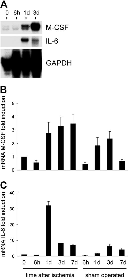 Figure 10. Time course of cytokine overexpression following limb ischemia in mice. Although IL-3 was not affected by induction of ischemia by femoral artery dissection, IL-6 and to a lesser extent M-CSF mRNAs were induced over the levels in sham-operated animals starting at day one following ischemia. (A) RNAse protection assay using RNA from nonischemic and ischemic adductor muscles at day 0 and 6 hours, 1 day, and 3 days following ischemia. (B-C) Quantification of M-CSF and IL-6 expression by densitometer analysis. Data are expressed as fold induction compared with nonischemic muscle. Error bars indicate standard errors.