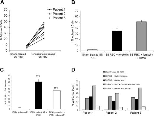 Figure 2. Up-regulation of endogenous cAMP induces SS RBC adhesion to EC-RF24 cells through a PKA-dependent pathway. (A) SS RBCs were sham treated or treated with Pertussis toxin (0.5 μg/mL, black symbols; 1 μg/mL, white symbols; 2 μg/mL, gray symbols) and tested for adhesion at a shear stress of 2 dynes/cm2. All 3 patients were tested once for adhesion. SS RBCs from each patient were treated with the 3 different concentrations of Pertussis toxin. (B) Adhesion of sham-treated, forskolin-treated (80 μM), or forskolin + IBMX (0.2 mM)–treated SS RBCs was compared (n = 3). (C) Inhibition by PKAI of adhesion of SS RBCs activated with 0.2 mM IBMX + 176 μM db-cAMP was assayed at a shear stress of 2 dynes/cm2. Results are presented as percent inhibition of IBMX + db-cAMP–stimulated SS RBC adhesion (n = 3). Black bar: inhibitory effect of 30 nM PKAI present at the same time as stimulatory agents. White bar: effect of pretreatment of SS RBCs with 30 nM PKAI, followed by washing and treatment with IBMX and db-cAMP. (D) SS RBCs were sham treated or treated with 0.2 mM IBMX + 80 μM forskolin, 15 nM okadeic acid, 0.2 mM IBMX + 80 μM forskolin + 15 nM okadeic acid, or okadeic acid + PKAI (30 nM). Adhesion to EC-RF24 cells was assayed at a shear stress of 1 dyne/cm2. In panels B and C, error bars show SD.