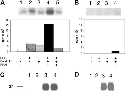 Figure 5. LW undergoes serine phosphorylation. (A-B) Inorganic 32P-radiolabeled intact SS RBCs (A) and normal RBCs (B) were incubated in the absence (lanes 1,3) or presence (lanes 2,4) of Ser/Thr protein phosphatase inhibitors (SPIs), followed by treatment either without (lanes 1-2) or with 80 μM forskolin (lanes 3-4). (A, lane 5) SS RBCs were first incubated with 30 nM PKAI, followed by treatment with 80 μM forskolin and SPIs. The cpm shown are the cpm representative of 1 of 3 experiments, calculated by subtraction of cpm present in a lane (not shown) containing immunoprecipitate obtained using negative control P3 rather than anti-LW mAb from cpm obtained using anti-LW mAb for immunoprecipitation under each set of conditions indicated. (C-D) SS RBCs (C) and normal RBCs (D) were incubated without (lanes 1,3) or with (lanes 2,4) 80 μM forskolin. Lanes 3-4 were immunoprecipitated with anti-LW mAb, while lanes 1-2 were immunoprecipitated with the negative control immunoglobulin P3; all lanes for both panels C and D were then immunostained with anti-LW.