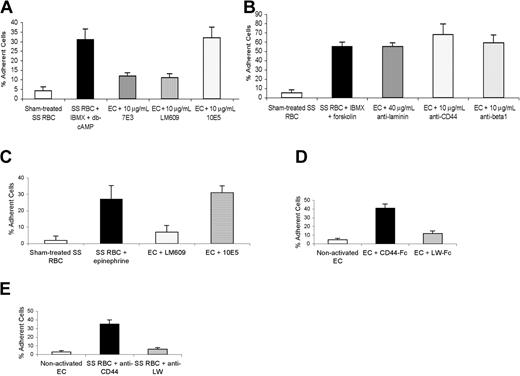 Figure 6. Endothelial cell αvβ3 integrin is the ligand involved in adhesion of both activated and nonactivated SS RBCs. Adhesion of sham-treated and activated SS RBCs was assayed with and without incubation of nonactivated EC-RF24 cells (A-B) and HUVECs (C) with various mAbs. Panels D-E show adhesion of nontreated SS RBCs to activated EC-RF24 cells. Error bars show SD of 3 different experiments measuring adhesion at a shear stress of 2 dynes/cm2 (n = 3 for each of A-E). (A) EC-RF24 cells were incubated without or with 10 μg/mL anti-αvβ3 and αIIbβ3 integrin mAb 7E3, 10 μg/mL anti-αvβ3 integrin mAb LM609, or 10 μg/mL anti-αIIbβ3 integrin mAb 10E5, washed, and then tested for their ability to support adhesion of sham-treated SS RBCs or SS RBCs treated with 0.2 mM IBMX + 176 μM db-cAMP. (B) EC-RF24 cells were incubated without or with 40 μg/mL mAb, 10 μg/mL anti–laminin-10/11 mAb, anti-CD44 mAb, or anti-β1 integrin mAb, and then washed before being tested for their ability to support adhesion of sham-treated SS RBCs or SS RBCs treated with 0.2 mM IBMX + 80 μM forskolin. (C) HUVECs were incubated without mAb or with 10 μg/mL LM609 or 10E5, then washed before being tested for their ability to support adhesion of sham-treated SS RBCs or SS RBCs treated with 20 nM epinephrine for 1 minute. (D) EC-RF24 cells were first activated by exposure to 10 ng/mL TNF-α, incubated with 25 μg/mL recombinant CD44-Fc or LW-Fc protein, and then washed before being tested for their ability to support adhesion of nontreated SS RBCs at a shear stress of 2 dynes/cm2. (E) Nontreated SS RBCs were incubated with 10 μg/mL anti-CD44 or anti-LW mAb, washed, and then tested for adhesion to EC-RF24 cells activated with 10 ng/mL TNF-α.