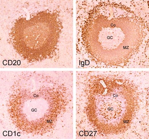 Figure 2. CD1c as a strong marker of splenic marginal zone B cells in humans. Serial cryosections of an adult human spleen are stained with anti-CD20, anti-IgD, anti-CD1c, and anti-CD27 antibodies (ABC technique; original magnification, × 25) marginal zone B cells are IgDlowCD27+CD1chigh. Note the more intense staining for IgD of the corona (Co) compared with the MZ B cells while the reverse is true for CD1c. The intense IgD staining of outer marginal zone B cells has been described previously.16 GC indicates germinal center.