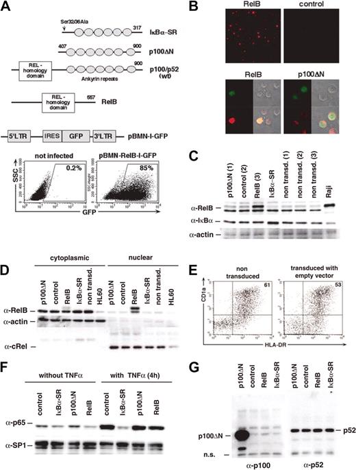 Figure 1. Retroviral gene transduction. CD34+ cells or U937 cells were transduced with retroviral vectors encoding p100ΔN, empty control, RelB, or IκBα-SR upstream of IRES-GFP. (A) Schematic representation of the IκBα-SR, p100ΔN compared with wild-type (wt) p100/p52 and RelB as well as the retroviral backbone pBMN-IRES-GFP used in our study. Representative FACS diagrams show gated GFP+ gene–transduced cells. (B) Representative immunofluorescence analysis of RelB expression in gene-transduced DCs. Numbers indicate the percentages of the gated cells. (Upper panels) DCs transduced with RelB or empty vector. (lower panels) Subcellular localization of RelB-in RelB or p100ΔN-transduced DCs. RelB (red), GFP (green), phase-contrast and merged images. (C) Overexpression of RelB and IκBα-SR in DCs. CD34+ cells were cultured for 8 days and then sorted for GFP+ and GFP- fractions. Lanes 1 to 4 represent total cell extracts of GFP+ cells transduced with p100ΔN (1), control (2), RelB (3), and IκBα-SR, as indicated. Lanes 5 to 7 represent GFP- cells p100ΔN (1), control (2), and RelB (3). Raji cells (lane 8) were included as a RelB-positive control. (D) Western blot analysis of cytoplasmic (lanes 1-5) and nuclear (lanes 7-11) extracts prepared from FACS-sorted U937 cells transduced with the indicated constructs. Nontransduced HL60 cells (lanes 6 and 12) are compared. (E) DCs derived in vitro from CD34+ cells. FACS diagrams show representative nontransduced versus control-transduced cells. (F) IκBα-SR inhibits TNF-α–induced nuclear translocation of p65. Gene-transduced U937 cells were stimulated for 4 hours with 5 ng/mL TNF-α. Nuclear extracts from these cells were probed with anti-p65 and anti-SP1 antibodies (loading control). (G) Overexpression of p100ΔN was confirmed by immunoblotting of cytoplasmic U937 cell extracts with rabbit anti-p100 serum (left blot). The same extracts were analyzed in parallel for endogenous p52 levels (right blot).