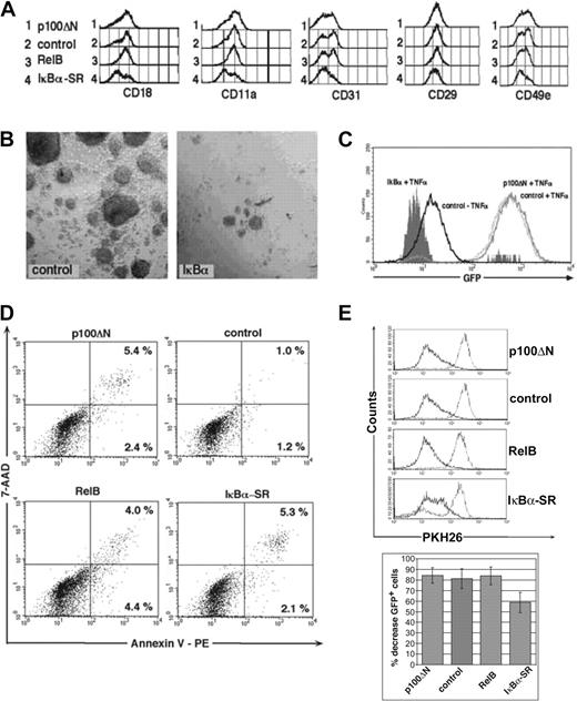 Figure 3. Comparison of p100ΔN and IκBα-SR. CD34+ cells were transduced with retroviral vectors encoding the indicated molecules and were induced to develop into DCs. (A) Histograms represent expression patterns of the indicated cytoadhesion molecules by gated GFP+ cells. (B) Microphotographs show culture morphology of cells after 30-minute 1g sedimentation over 7.5% HAS. (left) Control (empty vector). (right) IκBα-SR. (C) U937 NF-κB–GFP reporter cells were infected with IκBα-SR–IRES-mCD8α, p100ΔN–IRES-mCD8α, or empty vector (control). Two days after infection, cells were stimulated with TNF-α (25 ng/mL) for 48 hours and were analyzed for GFP induction by FACS. Overlay histograms show control-transduced cells with or without TNF-α stimulation, and IκBα-SR or p100ΔN-transduced cells stimulated with TNF-α. (D) Annexin versus 7-AAD stainings of representative day 8–generated GFP+-gated cells. Numbers indicate percentages of gated cells within the quadrants. (E) Bar diagrams show consistent time-linked decreases in average percentages of GFP+ cells in IκBα-SR compared with p100ΔN-, control-, or RelB-transduced cultures. Bars represent mean ± SD percentage decreases of GFP+ cells determined at days 7 to 9 after gene transduction over values observed at 48 to 72 hours after gene transduction; 48- to 72-hour values represent 100%. FACS data in panels D and E are representative of 3 independent experiments. Bar histograms represent the mean ± SD of 4 independent experiments. P = .009 for IκBα-SR compared with control.
