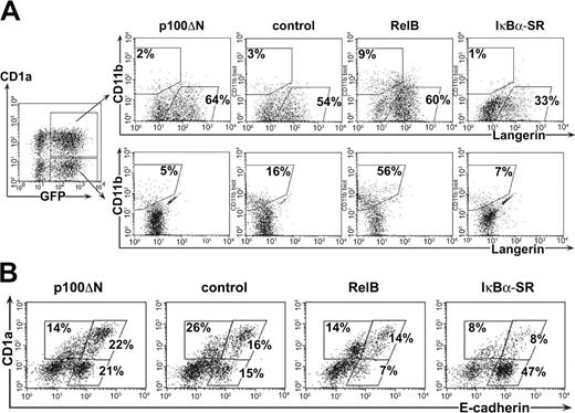 Figure 4. RelB inhibition impairs the generation of monocytes but not of LCs. Gene-transduced progenitor cells were stimulated in the presence of 0.5 ng/mL TGF-β1 to generate LCs. (A) CD1a+GFP+ and CD1a-GFP+ cells were gated as shown (left diagram) and analyzed for Langerin versus CD11b expression. (B) Gated GFP+ cells analyzed for E-cadherin versus CD1a expression. Region settings were performed according to control stainings. Data are representative of at least 3 independent experiments. Percentages on the plots are the frequency of gated cells lying within the indicated regions.