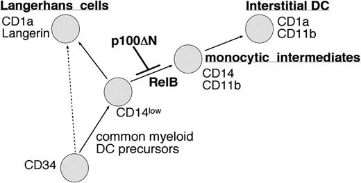 Figure 7. Model of RelB-mediated regulation of human DC subset generation. RelB promotes the differentiation CD14+CD11b+ monocytic intermediates from CD34+ hematopoietic progenitor cells. These cells can give rise to CD1a+CD11b+ interstitial-type DCs. CD34+ progenitors in which RelB is inhibited (by stable ectopic expression of the RelB inhibitory protein p100ΔN) are arrested at a CD11b- myeloid cell stage capable of differentiating into other myeloid lineages, including LCs. Our data suggest that CD14loCD11b- monocytes represent shared monocyte/LC/DC precursors that require RelB for differentiation into monocytic intermediates of interstitial DCs.