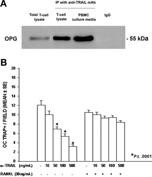 Figure 5. OPG/TRAIL complex in fresh T cells and culture media from PBMCs of patients with MM, and anti-TRAIL mAb effect on osteoclastogenesis. TRAIL and OPG were coimmunoprecititated by a mAb against TRAIL in PBMC fresh T-cell lysates and PBMC culture media. Mouse IgG was used as control, and a total T-cell lysate was also loaded. OPG was identified as a 55 kDa molecular weight band (A). PBMCs from patients with MM were cultured in the presence of an anti-TRAIL mAb at different concentrations ± RANKL. The anti-TRAIL mAb, added to the culture media in the absence of exogenous RANKL, significantly reduced osteoclastogenesis (B). Further, the addition of RANKL rescued the anti-TRAIL mAb inhibitory effect. The graph represents the mean values ± SE of a representative experiment.