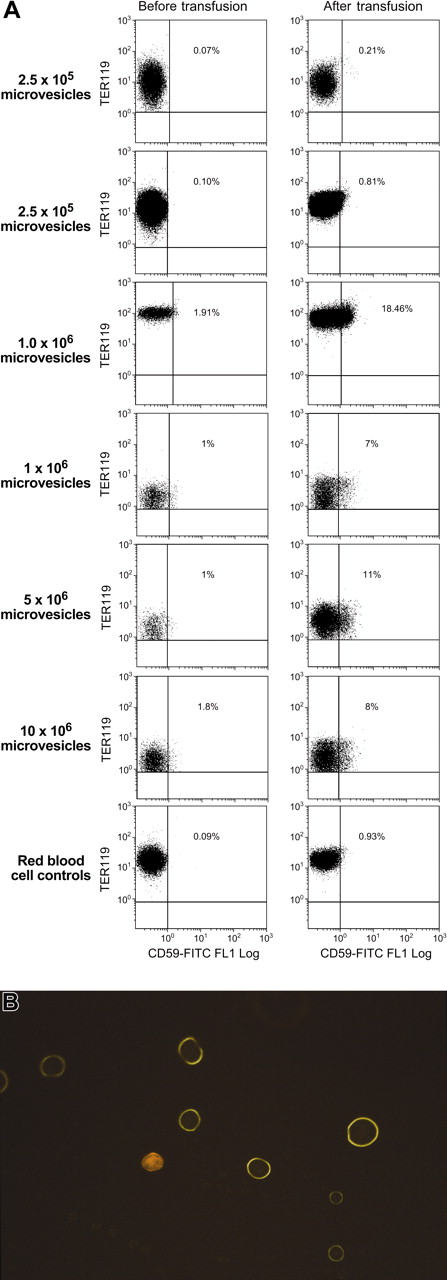 Figure 6. Transfusion of human RBC microvesicles to mice results in transfer of CD59. Six NOD/SCID mice were administered transfusions of a mixture of microvesicles derived from outdated units of human blood. An additional 2 received RBCs. CD59 mAbs that did not cross-react with mouse cells was used to stain TER119 and CD24+ mouse erythrocytes. Data from 7 representative mice are seen above (A). When double-positive–stained (TER119-PE/CD59-FITC) mouse cells were sorted and looked at using a fluorescent light microscope (× 60) mouse RBCs showed homogeneous membrane staining under the FITC filter, suggesting uniform transfer (B).
