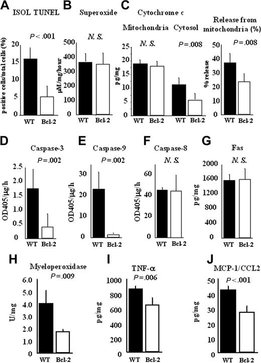 Figure 2. Reduction of cardiomyocyte apoptosis and inflammatory response by Bcl-2 overexpression during ischemia-reperfusion injury in cardiac allografts. Hearts of FVB WT or Bcl-2 Tg mice were transplanted into C57BL/6 mice. At 2 hours of reperfusion, the cardiac allografts were harvested, and histologic sections and lysates from the cardiac allografts were prepared as described in “Materials and methods.” (A) The number of apoptotic cells in cardiac allografts was counted by ISOL TUNEL staining. (B) Superoxide production was measured in excised tissue by the spin trap method. (C) Cytochrome c levels in mitochondria and cytosol were measured by ELISA, the percentage of cytochrome c release from mitochondria to cytosol was calculated, and the activities of (D) caspase-3, (E) caspase-9, and (F) caspase-8 and the levels of (G) Fas in heart lysates were measured by ELISA. (H) MPO activity was determined by MPO activity assay. (I) TNF-α, and (J) MCP-1/CCL2 production were measured by ELISA. Filled columns show the data from WT heart grafts (n = 5), and open columns show data from the Bcl-2 Tg heart grafts (n = 5). Mean ± SD values are shown. NS indicates not significant.
