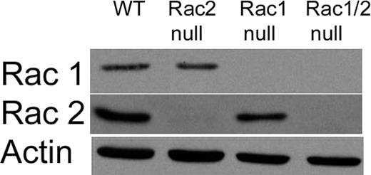 Figure 1. Immunoblot analysis of Rac1 and Rac2 levels in the mouse peritoneal neutrophils. Representative immunoblot of Rac1 and Rac2 expression in peritoneal neutrophils. Neutrophils were recruited using an intraperitoneal injection of sodium periodate. After 4 hours a peritoneal lavage was performed to collect neutrophils. As expected from genotyping, we were able to generate mice with neutrophils lacking Rac1 expression (Rac1 null), Rac2 expression (Rac2 null), and both Rac1 and Rac2 expression (Rac1/2 null). Antibody against β-actin was used as a loading control.
