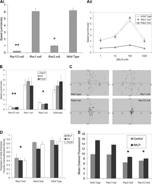 Figure 2. In vitro single-cell chemokinesis and chemotaxis analysis. (Ai) Normal chemokinesis in Rac1 null neutrophils but not in Rac2 null neutrophils. Chemokinesis mediated by fMLP (10-6 M) was assessed in a Zigmond chamber as described (see “Materials and methods”). There was no significant difference between Rac1 and wild-type neutrophil chemokinesis; however, Rac2 null neutrophils were significantly slower than either wild-type or Rac1 null cells (*P > .001), whereas Rac1/2 null cells were significantly slower than Rac2 null cells (**P < .01). (Aii) Chemokinesis concentration kinetics. (B) Abnormal chemotaxis speeds in both Rac2 and Rac1/2 null neutrophils. The absolute speed of neutrophils undergoing chemotaxis was calculated using the indicated chemoattractant in a Zigmond chamber. Rac2 null and Rac1/2 null cells were significantly slower than both Rac1 null and wild-type cells. (*P > .01;**P < .001). (C) Rac1 null neutrophils display a direction defect in chemotaxis plots. Plots of neutrophil chemotaxis migration in the Zigmond chamber assay are shown. Neutrophils undergoing chemotaxis in response to fMLP (10-6 M) were recorded using time-lapse imaging. Tracings were used to plot final positioning of cells after 17 minutes. Positive x values represent movement up the gradient. Note the random migration in the Rac1 null cells compared to both wild-type and Rac2 null cells. (D) Rac1 required for orientation toward chemoattractant source. Time-lapse images of chemotaxing neutrophils were used to quantify the proportion of neutrophils moving toward the chemoattractant source. Rac1 null neutrophils are unable to orient toward the source of a chemoattractant. The proportions of neutrophils exposed to a gradient of chemoattractant that are polarized toward the source (leading edge within 180° of the source) were counted for the 3 genotypes shown. A complete inability to polarize preferentially toward the source (random polarization) would be reflected with a 0.5 proportion (*P < .001, Rac1 null compared to wild-type). (E) F-actin assembly following fMLP stimulation requires Rac2. Impaired fMLP-mediated (10-6 M) actin polymerization (30 seconds after stimulation) is noted in neutrophils lacking Rac2 or both Rac1 and Rac2. Note the pronounced actin polymerization defect in Rac2 and Rac1/2 neutrophils along with the lower initial resting levels of F-actin (representative of 3 experiments; significantly different at 30 seconds between wild-type and Rac2 null, wild-type and Rac1/2 null, Rac1 null and Rac2 null, and Rac1 null and Rac1/2 null; *P < .01). Error bars represent standard error of the means.