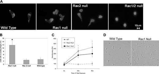 Figure 3. F-actin assembly, Cdc42 activation levels, and neutrophil morphology during polarization. (A) Rac1 null neutrophils display double leading lamellas. F-actin staining is shown in chemotaxing neutrophils. Wild-type and Rac2 null cells present with a characteristic single prominent leading edge of polymerization, whereas the Rac1 null cells showed a significant proportion of neutrophils with 2 distinct leading edges. Double null cells showed no polarization. (B) Increased proportion of Rac1 null neutrophils display more than one leading edge compared with Rac2 null and wild-type neutrophils. The proportion of neutrophils for each genotype with 2 prominent leading edges was calculated. Rac1 null neutrophils demonstrated a significantly higher likelihood of having 2 leading edges (*P < .0001). (C) fMLP-mediated Cdc42 activation neutrophils required Rac2 and not Rac1. Using the p21 PBD assay,20 we demonstrate that fMLP-mediated Cdc42 activation increases in a similar pattern in wild-type and Rac1 null neutrophils but is severely perturbed in Rac2 null neutrophils. Rac2 is significantly different from wild-type and Rac1 (*P < .04). (D) Perturbed tail retraction in Rac1 null neutrophils is shown in this representative photomicrograph of neutrophils in an fMLP gradient. It is clearly noted that Rac1 null neutrophils displayed poor tail retraction compared with wild-type neutrophils. Error bars represent standard error of the means.