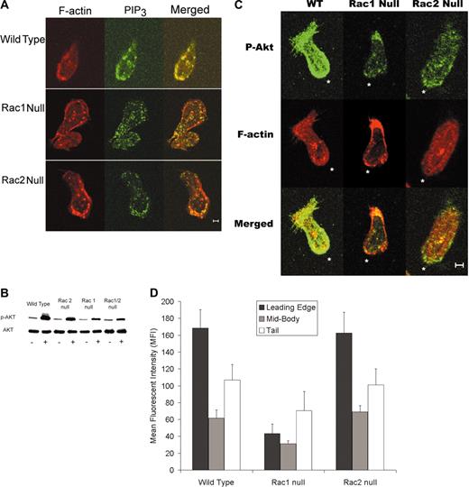 Figure 4. PIP3 distribution in chemotaxing neutrophils. (A) PIP3 immunolocalization to leading edge is disrupted in Rac1 null neutrophils. Immunolocalization of PIP3 was carried out and analyzed as described in “Materials and methods.” Representative images demonstrate the PIP3 localization toward the leading edge in wild-type and Rac2 null neutrophils but not in Rac1 null cells. (B) Immunoblot analysis of phospho-Akt levels in neutrophils. Representative immunoblot of Akt and phospho-Akt levels in peritoneal neutrophils. Neutrophils were isolated from bone marrow as described. Blot is representative of 4 separate experiments that all demonstrate decreased phospho-Akt levels in Rac1 and Rac1/2 null neutrophils compared to wild-type and Rac2 null neutrophils. (C) Immunolocalization of phospho-Akt to the leading edge requires Rac1. Immunolocalization of phospho-Akt, was carried out and analyzed as described in “Materials and methods.” Representative images demonstrate phospho-Akt localization toward the leading edge in wild-type and Rac2 null neutrophils but not in Rac1 null cells. *Leading edge. (D) Quantification of mean phospho-Akt–related fluorescence intensity at the leading edge, in the cytoplasm, and in the tail was carried out as described in “Materials and methods.” These data clearly confirm that p-AKT levels are high at the leading edge in both wild-type and Rac2 null neutrophils but decreased in Rac1 null cells. (The leading edge of Rac1 was different from both wild-type and Rac2 null at the P < .05 level.) Scale bar equals 5 μm. Error bars represent standard error of the means.