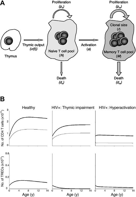 Figure 4. Model analysis of the impact of thymic dysfunction or chronic immune hyperactivation on T-cell numbers. (A) Cartoon representing the model as explained in “Patients, materials, and methods.” Briefly, the size of the naive T-cell pool (N) increases with thymic production of naive T cells (σ(t)) and naive T-cell proliferation (pn), and decreases by cell death (dn) and activation of naive T cells that acquire a memory phenotype (a). The memory T-cell pool size (M) increases by T-cell activation (r × a; r is the clonal size resulting from activation of a single naive T cell) and proliferation of memory T cells (pm) and decreases by memory T-cell death (dm). (B, left panels) The age-related changes in total body naive and memory T-cell and TREC dynamics in healthy children as described by the model accurately imitate changes observed experimentally (see Figures 1 and 2 for comparison). Parameters describing naive T-cell dynamics were adopted from Hazenberg et al11 and are based on experimental data: dn = 0.001 per day, and p0n = 0.1 per day. The number of TRECs per mature thymocyte was set to c = 0.2, to reach realistic total TREC numbers. On the basis of experimental estimates,1 the rate of thymic involution was set to 4% (ie, v = 0.0001 per day). By setting σ0 = 108 cells/day, the model reveals a thymic output of 4 × 107 cells per day for a 25-year-old individual, which seems appropriate.18,19 Memory cells were assumed to proliferate and die several fold faster than naive T cells18,19: p0m = 0.2 per day, dm = 0.02 per day, a = 0.0001 per day, and r = 100 cells. The parameter h was set to 2 × 109 cells, to scale the total peripheral T-cell pool to 2 to 3 × 1011 cells.18 The effect of HIV infection was simulated by reducing thymic output 100-fold (ie, σ0 = 106 cells/day; middle panels) or by increasing T-cell activation and death rates (p0n = 0.2, dn = 0.005, p0m = 0.4, dm = 0.1, and a = 0.0002 per day; right panels). In the upper panels, thick lines represent naive T cells and thin lines the memory T cells. Modeling immune hyperactivation led to a better description of the experimentally observed reduced expansion of the naive and memory T-cell pools during HIV infection than thymic impairment.