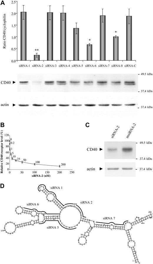 Figure 1. RNAi-mediated silencing of endogenous human CD40 expression. (A) Screening for effective siRNA inhibitors of endogenous CD40 expression. ECV-304 cells were transfected for 4 hours with 100 nM of the siRNAs as indicated in “Study Design.” Total cellular RNA was extracted 48 hours after transfection and analyzed by real-time semiquantitative reverse-transcription PCR (RT-PCR). Human CD40 mRNA expression levels were assessed relative to the constitutively expressed cyclophilin gene (ratio of CD40 to cyclophilin mRNA). Data are presented as means and standard error of the mean (SEM) for 3 independent experiments (**P < .01, *P < .05, versus siRNA-C). The lower parts of panel A depict the evaluation of CD40 silencing at the protein level. The siRNA-transfected ECV-304 cells were stimulated with proinflammatory cytokines TNF-α (100 U/mL) and interferon-γ (IFN-γ) (1000 U/mL) 24 hours prior to protein extraction and Western immunoblotting, performed 48 hours after transfection. (B) Potency of siRNA-2. ECV-304 cells were stimulated as previously described and transfected with the indicated concentration of siRNA-2, and the CD40 receptor levels relative to the β-actin protein levels were determined by Western immunoblotting and densitometry by means of Phoretix 10 software (Nonlinear Dynamics, Newcastle upon Tyne, United Kingdom). Data are shown as means and SEM from 2 independent assays. (C) Specific inhibition by siRNA-2 of CD40 expression on human endothelial cells. HUVECs were lipofected for 2 hours with 100 nM siRNA-2 or its corresponding siRNA control, msiRNA-2, complexed with Targefect as described in “Study Design,” and activated with TNF-α (100 U/mL) and IFN-γ (1000 U/mL) 16 hours prior to protein extraction. Representative Western immunoblotting was performed 48 hours after transfection. The housekeeping β-actin protein was included in the Western analyses to normalize for equal loading of the gel lanes. Relative mobility of molecular weight markers is shown in kilodaltons. (D) Predicted secondary structure of human CD40 mRNA. The predicted secondary structure of CD40 mRNA (residues 1-250 from the coding region are displayed) was determined by means of the suboptimal folding program of Michael Zucker, Mfold,16 based on the energy minimization method. The targeting locations from 5 of the 8 designed siRNAs are indicated over the optimal lowest free energy structure.