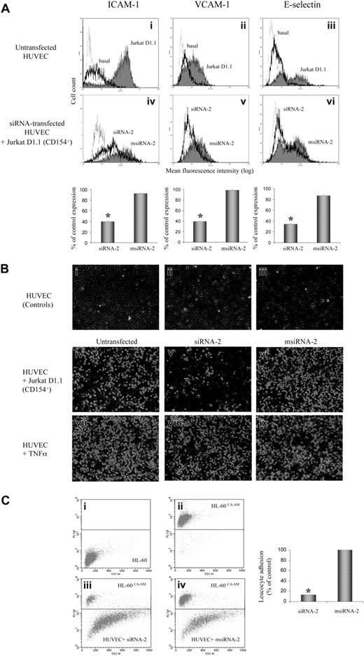 Figure 2. Effect of CD40 gene silencing by siRNA-2 on HUVEC leukocyte adhesion. CD40 gene silencing by siRNA-2 prevents CD154-mediated induction of leukocyte adhesion in human endothelial cells. (A) RNAi-mediated inhibition of CAM expression on CD154-activated endothelial cells. HUVECs, either untransfected or transfected for 2 hours with 100 nM siRNA-2 or msiRNA-2 as indicated in “Study Design,” were activated by coincubation with Jurkat D1.1 (CD154+) cells (ATCC CRL 1095; a Jurkat T cell subclone that constitutively expresses CD154) at a T/EC ratio of 5:1 at 6 hours (E-selectin) or 16 hours (ICAM-1 and VCAM-1) prior to analysis. At 48 hours after transfection, the cocultures were washed extensively with warm phosphate-buffered saline (PBS) to release the attached Jurkat D1.1 cells from the HUVEC monolayer. The endothelial cells were analyzed for CAM expression in the MoFlo flow cytometer (DakoCytomation, Fort Collins, CO) and were readily distinguished from residual T cells by light scatter. In i-iii, solid-line histograms represent basal CAM expression from untreated HUVECs, and filled histograms represent CAM expression from D1.1 (CD154+)–stimulated, untreated HUVECs. In iv-vi, solid-line histograms represent CAM expression from D1.1 (CD154+)–stimulated, siRNA-2–transfected HUVECs, and filled histograms represent CAM expression from D1.1 (CD154+)–stimulated, msiRNA-2–transfected HUVECs. Dotted-line histograms display the corresponding immunoglobulin G (IgG) isotype-matching controls in each panel. Bar diagrams quantify the percentage of CAM expression after siRNA treatment, calculated as follows: ((CAM expression for siRNA–treated, D1.1 (CD154+)–induced cells) - (basal CAM expression)) / ((D1.1 (CD154+)–induced CAM expression) - (basal CAM expression)) × 100. CAM expression data are the mean fluorescence intensity (MFI) values of the corresponding histograms from 3 independent experiments (*P < .05, versus msiRNA-2). (B) RNAi-mediated inhibition of leukocyte adhesion on CD154-activated, but not in TNF-α–activated, endothelial cells. HUVECs, either untransfected or transfected for 2 hours with 100 nM siRNA-2 or msiRNA-2 as indicated in “Study Design,” were activated either by coculture with Jurkat D1.1 (CD154+) cells at a T/EC ratio of 5:1 (iv-vi), or by incubation with TNF-α (300 U/mL) (vii-ix) at 16 hours prior to the assay. At 48 hours after transfection, the cocultures were washed extensively with warm PBS to release the attached Jurkat D1.1 cells from the HUVEC monolayer, which was further coincubated with HL-60 cells for 30 minutes (2 × 106 cells per well from 6-well plate, in 2 mL endothelial cell culture medium). Supernatant aspiration plus 2 rounds of brief washing with PBS removed nonadherent cells. Shown are phase-contrast microscopic images of PBS-washed, adherent cells taken at × 40 magnification. The images were acquired as monochromatic JPEG files using a SPOT camera and SPOT 3.2.4 software (Diagnostic Instruments, Sterling Heights, MI) mounted on an Olympus IX-70 inverted microscope (Olympus America, Melville, NY) and linked to an iMac G4 Apple computer (Apple Computers, Cupertino, CA). Controls refer to untreated HUVEC monolayer (i); untreated HUVECs coincubated with HL-60 cells (ii); untreated Jurkat D1.1 (CD154+)–activated HUVECs (iii). (C) To quantify the percentage of leukocyte adhesion to siRNA-2–transfected HUVECs, the same assay as in panel B was performed with the use of calcein AM–loaded HL-60 cells (5 μM calcein AM for 60 minutes at 37°C). Finally, attached cells were harvested by mild trypsinization and the ratio of adherent, fluorescence-labeled HL-60 cells to unlabeled endothelial cells was determined by flow cytometry after counting 10 000 events per sample. Shown are density plots corresponding to the following: unlabeled HL-60 cells (i); calcein AM–loaded HL-60 cells (ii); calcein AM–loaded HL-60 cells plus siRNA-2–transfected HUVEC mix (iii); calcein AM–loaded HL-60 cells plus msiRNA-2–transfected HUVEC mix (iv), all from one representative assay. The mean ratio obtained from msiRNA-2–treated HUVECs was assigned a 100% adhesion. Data are from 5 independent experiments (*P < .05, versus msiRNA-2).