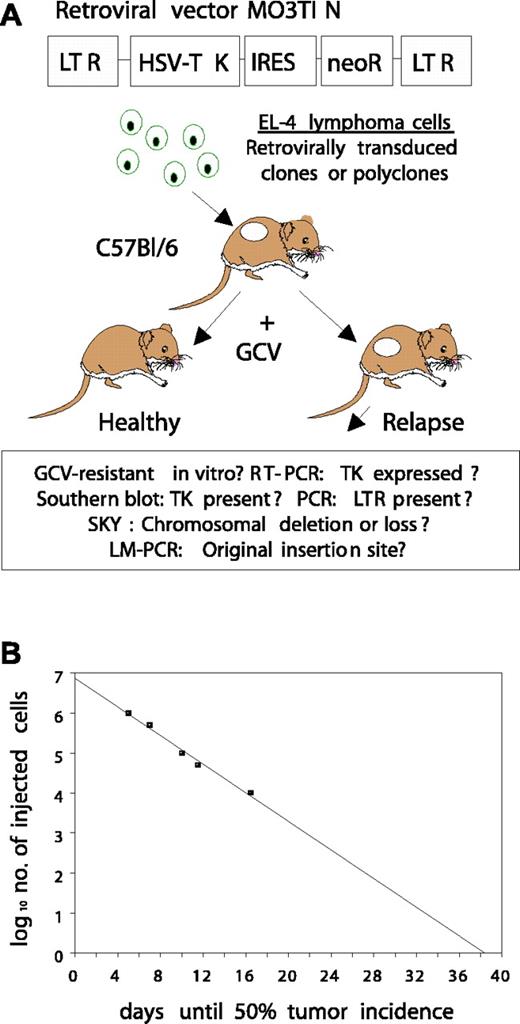 Figure 1. Experimental outline. (A) Schematic representation of the retroviral suicide gene vector MO3TIN and the EL-4 tumor model used in this study. The experiments performed to address the potential mechanisms of escape from ganciclovir (GCV) suicide treatment are summarized in the box. (B) Determination of the in vivo doubling time of tumorigenic EL-4 cells in C57Bl/6 mice. A regression line was extrapolated after plotting on the y-axis the values of the logarithms10 for administered EL-4 cells with numbers of 1 × 104 (n = 7); 5 × 104 (n = 5); 1 × 105 (n = 12); 5 × 105 (n = 5); and 1 × 106(n = 12) versus days until 50% tumor incidence (according to the method of Skipper).24
