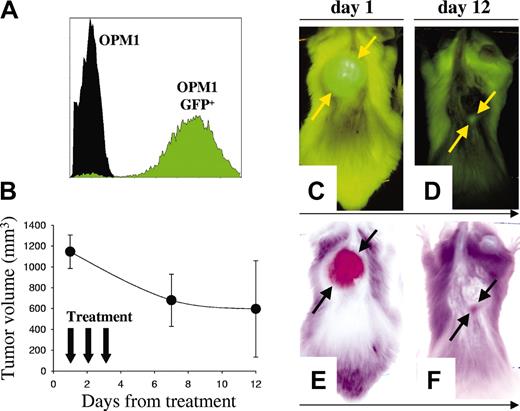 Figure 6. Activity of B-B4–DM1 on GFP+ human MM xenografts. (A) Flow cytometric analysis of OPM1GFP+ cells indicates that these cells are highly fluorescent. (B) There were 5 animals injected with 5 × 106 OPM1GFP+ cells, monitored with whole-body fluorescence imaging for tumor development, and then treated with B-B4–DM1 (150 μg DM1/kg) for 3 consecutive days. Tumor sizes were determined directly by the fluorescent imaging of the GFP-expressing tumors. Error bars indicate SD. (C-D) Representative whole-body fluorescence images from a mouse treated with B-B4–DM1. (E-F) Negative images of the representative mouse. Figure shows a marked tumor regression 12 days after treatment.