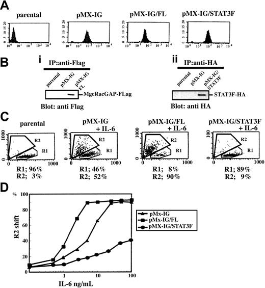 Figure 1. Effect of MgcRacGAP on M1 cell sensitivity to IL-6–induced differentiation. MgcRacGAP renders M1 cells more sensitive to the IL-6–induced differentiation signal. (A) Quantitation of GFP expression in the M1 cells at 4 days after retroviral gene transduction on flow cytometry in pMX-IG, pMX-IG/FL, or pMX-IG/STAT3F. The x-axis indicates fluorescence intensity as a log scale ranging from 100 to 104. The y-axis indicates the number of the cells. Parental M1 cells were used as a control. (B) Expression of the Flag-tagged FL and HA-tagged STAT3F in M1 transfectants. Cell lysates from parental M1, M1/pMX-IG, and M1/pMX-IG/FL cells (1 × 107 per lane) were immunoprecipitated and examined by means of immunoblotting and an anti-Flag M2 monoclonal antibody (i). Cell lysates from parental M1, M1/pMX-IG, and M1/pMX-IG/FL cells (1 × 107 per lane) were immunoprecipitated with the use of the anti-HA monoclonal antibody (12CA5) and immunoblotted with anti-HA rabbit polyclonal Ab (ii). (C) Quantitation of cell differentiation on flow cytometry in unstimulated parental M1 cells and M1 cells expressing pMX-IG, pMX-IG/FL, or pMX-IG/STAT3F at 4 days after IL-6 treatment (5 ng/mL). Differentiated M1 cells were detected in region R2. (D) M1 cells expressing pMX-IG, pMX-IG/FL, or pMX-IG/STAT3F were incubated for 4 days with various concentrations of IL-6. The cells were then analyzed for the differentiation on flow cytometry. The percentages of differentiated cells were evaluated by the percentages of the cells in the R2 region. The result shown is representative of 3 experiments.