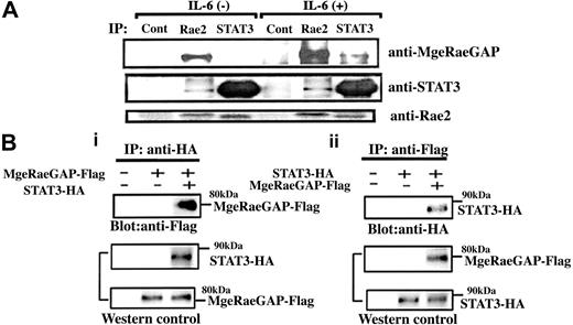 Figure 2. In vivo interaction of MgcRacGAP with STAT3 and Rac GTPases. (A) Coprecipitation of STAT3, MgcRacGAP, and Rac2. M1 cells were incubated in the presence or absence of 50 ng/mL for 15 minutes, and the cell lysates were subjected to immunoprecipitation with anti-STAT3, anti-Rac2, and a control Ab, followed by the immunoblotting with anti-MgcRacGAP, anti-STAT3, or anti-Rac2 Ab. (B) (i) Coprecipitation of MgcRacGAP with STAT3 in 293T cells transfected with Flag-tagged MgcRacGAP and either the empty vector or HA-tagged STAT3. Cell lysates were immunoprecipitated with anti-HA, and immunoblotted with anti-Flag (top panel). Levels of transfected STAT3-HA and MgcRacGAP-Flag were assayed by blotting with anti-HA and anti-Flag (middle and bottom panels). Cells transfected with the empty vectors alone were used as a negative control. (ii) Coprecipitation of STAT3 with MgcRacGAP in 293T cells transfected with STAT3-HA and either the empty vector or MgcRacGAP-Flag. Cell lysates were immunoprecipitated with anti-Flag and immunoblotted with anti-HA (top panel). Levels of transfected MgcRacGAP-Flag and STAT3-HA were assayed by blotting with anti-Flag and anti-HA (middle and bottom panels). Cells transfected with the empty vector alone were also used as a negative control.