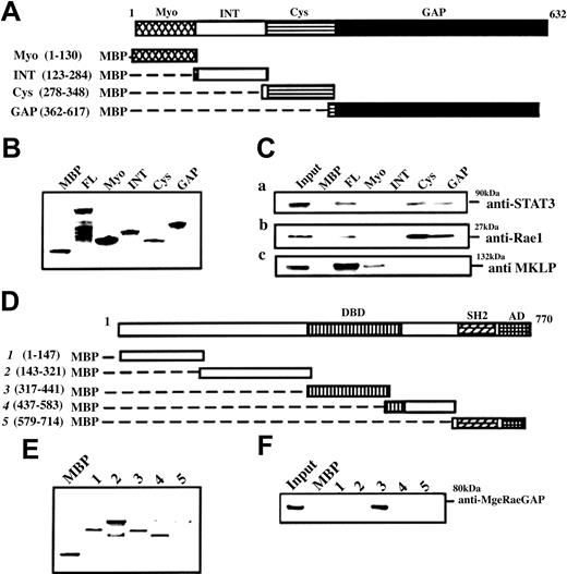 Figure 3. MgcRacGAP interactions at the Cys-rich and GAP domains with the DNA-binding domains of STAT3. STAT3 and Rac1 interact with MgcRacGAP at the Cys-rich domain and GAP domain, while MgcRacGAP interacts with the DNA-binding domain of STAT3. (A) Schematic diagram of various MBP-MgcRacGAP fusion proteins. (B) Purity and quantity of MBP and various MBP-MgcRacGAP fusion proteins were examined by means of SDS-PAGE followed by Coomassie blue staining. (C) Two regions required for MgcRacGAP-STAT3 and MgcRacGAP-Rac1 interactions. Lysates from IL-6–treated M1 (50 ng/mL for 30 minutes) were incubated with similar amounts of different MBP or MBP-MgcRacGAP fusion proteins bound to beads. Bound proteins were separated on SDS-PAGE and immunoblotted with anti-STAT3 Ab (i), anti-Rac1 Ab (ii), or anti-MKLP Ab (iii). (D) Schematic diagram of various MBP-STAT3 truncations. DBD and AD represent DNA-binding domain and activation domain, respectively. (E) The purity and quantity of MBP and various MBP-STAT3 truncations were examined by means of SDS-PAGE followed by Coomassie blue staining. (F) A region required for STAT3-MgcRacGAP interaction. Lysates from IL-6–treated M1 (50 ng/mL for 30 minutes) were incubated with a similar amount of different MBP or MBP-STAT3 truncations bound to beads. Bound proteins were separated on SDS-PAGE and immunoblotted with anti-MgcRacGAP Ab.