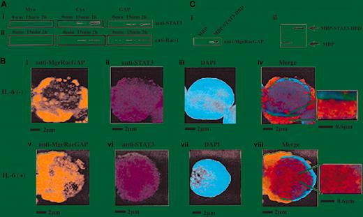 Figure 4. Enhancement of MgcRacGAP-STAT3 interaction by IL-6 stimulation. (A) Lysates from IL-6–stimulated M1 cells (50 ng/mL for the time indicated) were incubated with a similar amount of MBP-Myo, MBP-Cys, or MBP-GAP bound to beads. Bound proteins were separated on SDS-PAGE and immunoblotted with anti-STAT3 Ab or anti-Rac1 Ab. (B) MgcRacGAP partially colocalized with STAT3 at the cytoplasm and at the nucleus in M1 cells. With the use of unstimulated (i-iv) and IL-6–stimulated (v-viii) M1 cells, immunostaining for MgcRacGAP (i,v) and STAT3 (ii,vi) was done. For the merge figures (iv,viii), small insets on the right show the field at a high magnification to demonstrate the detail of the colocalization of MgcRacGAP and STAT3. The immunostained coverslips were viewed with a fluorescence microscope IX70 (Olympus). The scale bar indicates 2 μm or 0.6 μm. (C) Direct interaction of MgcRacGAP with STAT3-DNA–binding domain in vitro. Full-length MgcRacGAP was expressed in Sf9 cells with the use of the baculovirus vector and was purified from infected Sf9 cells. The recombinant MgcRacGAP was pulled down by MBP-STAT3-DBD– or MBP-bound beads, then subjected to Western blot analysis with anti-MgcRacGAP (i) or anti-MBP Ab for the loading control (ii).