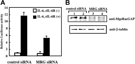 Figure 6. Suppression of STAT3-mediated transactivation by siRNA treatment for MgcRacGAP. (A) Luciferase activities were examined in the lysates of unstimulated or IL-6– and sIL-6R–stimulated 293T cells with pretreatment with siRNA for MgcRacGAP (right columns) or a control siRNA (left columns). At 24 hours after the siRNA treatment, the cells were transfected with the STAT3 reporter and internal control with Lipofectamine plus reagents. Another 24 hours after the transfection, cells were stimulated with IL-6 (20 ng/mL) and sIL-6R (20 ng/mL) for 12 hours before the cell lysates were prepared. The lysates were then subjected to a dual luciferase assay system, as described in “Materials and methods.” The error bars show the standard deviations of triplicates. The results shown are a representative result of 3 independent experiments. (B) Expression of MgcRacGAP (upper panel) and β-tubulin (lower panel) were examined in unstimulated (lanes 1 and 3) or IL-6/sIL-6R–stimulated (lanes 2 and 4) 293T cells pretreated with a control siRNA (lanes 1 and 2) or siRNA for MgcRacGAP (lanes 3 and 4) were examined.