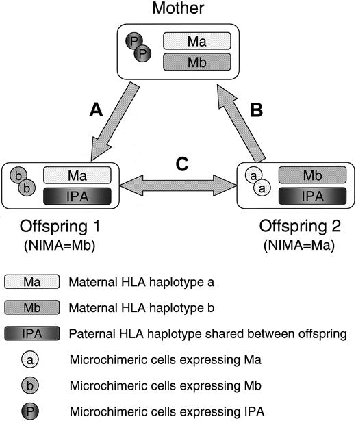 Figure 1. A scheme of 3 different types of NIMA-complementary HLA-haploidentical stem cell transplantation. (A) Stem cell transplantation (SCT) from mother to offspring: GVH reaction is directed against the inherited paternal HLA antigens (IPA), while HVG reaction is directed against the NIMAs of offspring 1 (Mb). (B) SCT from offspring to mother: GVH reaction is directed against the NIMAs of offspring 2 (Ma), and HVG reaction is directed against IPAs. (C) SCT between NIMA-mismatched siblings who shared the inherited paternal HLA haplotype: These siblings are bidirectionally mismatched for NIMAs in both the GVH and HVG directions.