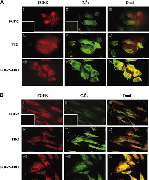 Figure 6. Colocalization of αvβ3 and FGFR1 using immunofluorescence. Confluent ECs (A) or HFFs (B) were treated with or without 100 ng/mL FGF-2 in the presence or absence of 10 μg/mL fibrinogen. After 1 hour, cells were washed and fixed with 3.7% formaldehyde and stained using 10 μg/mL FGFR1 and 7E3 antibody. FGFR is visualized as red fluorescence (i,iv,vii), αvβ3 is visualized as green fluorescence (ii,v,viii), and colocalization of FGF-2 and fibrinogen receptors is shown as yellow fluorescence (iii,vi,ix). Insets represent the background staining for red (i) and green (ii) fluorescence. Bars represent 25 μm.