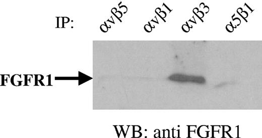 Figure 7. Specificity of association of FGFR1 with αvβ3. ECs were incubated with 100 ng/mL FGF-2 and 10 μg/mL fibrinogen for 1 hour. Cells were then lysed and incubated with 10 μg/mL integrin antibodies as indicated. Protein A–Sepharose beads were then added and incubated further for 30 minutes. Following washing, beads were boiled in electrophoresis diluent for 5 minutes and samples were electrophoresed on 10% gels. Western blotting (WB) was performed with anti-FGFR1. The result of a representative experiment is shown.