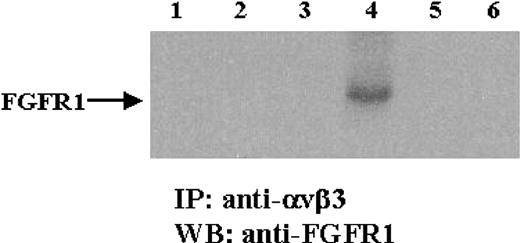 Figure 8. Specificity of fibrinogen and FGF-2 in promoting the association of FGFR1 with αvβ3. ECs were incubated with 10 μg/mL fibrinogen or 10 μg/mL vitronectin in the presence or absence of 100 ng/mL FGF-2 for 1 hour. Cells were then lysed and incubated with 5 μg/mL anti-αvβ3. Protein A–Sepharose beads were then added and incubated further for 30 minutes. Following washing, beads were boiled in electrophoresis diluent for 5 minutes and samples were electrophoresed on 10% gels. Western blotting (WB) was performed with anti-FGFR1. Lane 1, medium alone; lane 2, FGF-2; lane 3, fibrinogen; lane 4, FGF-2 plus fibrinogen; lane 5, vitronectin; lane 6, FGF-2 plus vitronectin; arrow indicates the location of FGFR1 (Mr ∼ 100 kDa). IP indicates immunopurification.