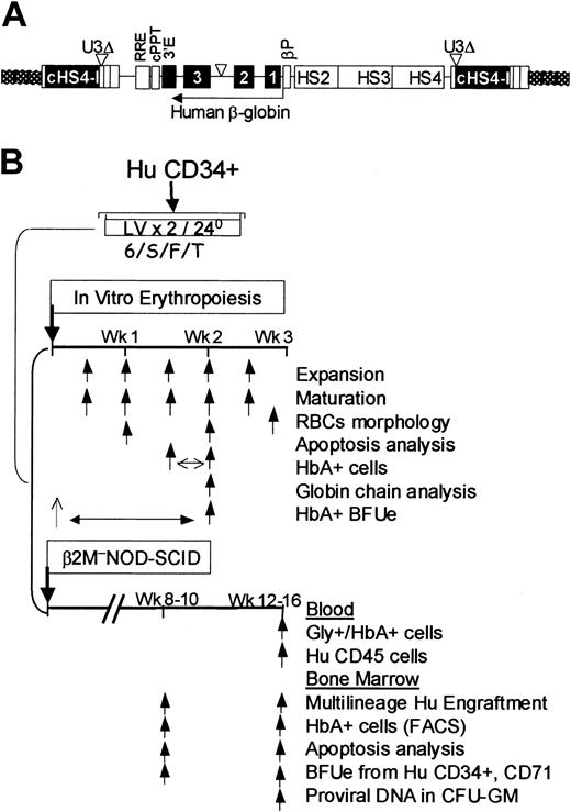 Figure 1. Integrated vector and experimental design. (A) The BGI vector was constructed using an SIN lentiviral backbone containing a 1.2-kb cHS4 insulator (cHS4-I) element inserted to replace the 398-bp U3 promoter and/or enhancer deletion (U3Δ). Upon proviral integration into host genome, the U3 region containing the cHS4 is copied over to the 5′LTR. A 3.1-kb human β-globin LCR region consisting of hypersensitive sites (HS) 2, 3, and 4; β-globin promoter (βPr; 254 bp); the β-globin gene (with a 372-bp deletion in IVS2); and the 3′ enhancer (3′E) were cloned in reverse orientation to the viral transcriptional unit downstream of the rev response element (RRE) and the central polypurine tract (cPPT). (B) Experimental design. Cryopreserved normal and thalassemia major bone marrow CD34+ cells were thawed simultaneously and transduced twice in the presence of recombinant human IL-6, stem cell factor, Flt-3 ligand, and thrombopoietin (6/S/F/T) within 24 hours. Cells were washed and portions of cells were plated in vitro, in erythroid liquid cultures, in semisolid medium for colony-forming assays, and transplanted into β2mnull NOD-SCID mice. Arrows depict serial time points at which various analyses were performed.