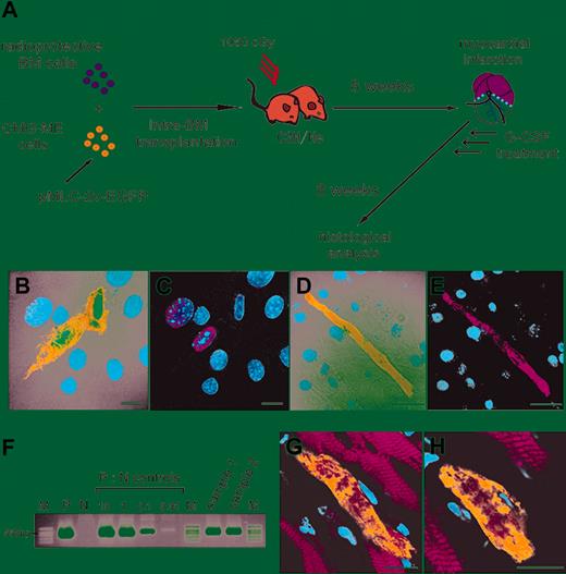 Figure 3. Mobilization and differentiation of mesenchymal stem cells (CMG cells) into cardiomyocytes in vitro and in vivo. (A) The experimental protocol is shown. The CMG-ME cells are CMG cells that have been permanently transfected with a plasmid-encoding EGFP driven by the myosin light chain promoter (pMLC2v-EGFP). (B,C) Cultured CMG-ME cells were treated with 5-azacytidine and immunoassayed with anti-GATA4 (red) antibody on the seventh day of culture. GATA4 was expressed in the CMG-ME cells. Some of the CMG-ME cells became EGFP+ (green). (D,E) At 3 weeks, CMG-ME cells that were positive for both EGFP and actinin were observed, indicating that the cells had differentiated into cardiomyocytes. (F) The engraftment of CMG-ME cells into the recipients' BM was confirmed by PCR. Representative results using BM samples collected from recipient mice (samples 1 and 2) are shown. The transgene was clearly detected in the 2 samples. P indicates positive control (CMG-ME cells); N, negative control (CMG cells); M, marker. P:N controls are shown as the percentage with respect to the positive control. (G,H) The myocardium of infarcted mice that received transplants of CMG-ME cells was analyzed using immunofluorescent microscopy. The green, red, and blue signals indicate EGFP, actinin, and nuclei, respectively. EGFP+ actinin+ CMG-ME cells were observed in the myocardium, indicating that the CMG-ME cells had been mobilized into the ischemic myocardium. Actinin and EGFP expression, driven by the MLC-2v promoter, was detected, indicating that the cells had differentiated into cardiomyocytes. Bars indicate 10 μm.