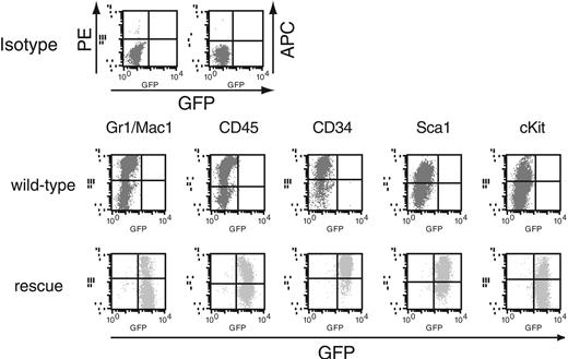 Figure 2. Expression of the hematopoietic markers on the rescued cells from AML1-deficient P-Sp culture. Flow cytometric profiles of the cells stained with antibodies against Gr1/Mac1, CD45, CD34, Sca1, and c-Kit. Note that the rescued cells from AML1-deficient P-Sp regions are GFP-positive and express various hematopoietic cell surface markers. Flow cytometric profiles of the rescued cells are similar to those of hematopoietic cells in wild-type P-Sp culture. GFP intensity (marking retrovirally transduced cells) is plotted on the x-axis and intensity of counterstaining of hematopoietic surface markers is plotted on the y-axis. Isotype-matched control staining of the hematopoietic cells from wild-type P-Sp regions is also shown.