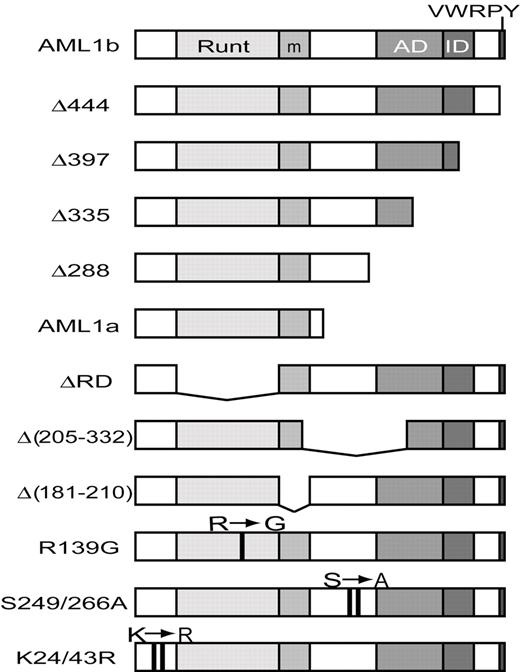 Figure 4. Structures of AML1 and its mutants. The structures of various AML1 mutants are presented schematically. Runt indicates the Runt domain; AD, trans-activation domain; ID, inhibitory domain; VWRPY, VWRPY motif; m, a binding region for mSin3A. R→G means a missense mutation at codon 139, which lead to a change of amino acid (R139G; single-letter amino acid code). S→A means a missense mutation at codon 249 and 266, which lead to changes of amino acids (S249A and S266A). K→R means a missense mutation at codon 24 and 43, which lead to changes of amino acid (K24R and K43R).
