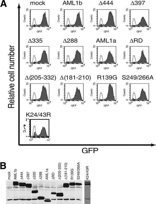 Figure 5. Infection efficiencies of retroviruses expressing AML1 or its mutants. (A) The efficiency of retrovirus-mediated gene transfer of AML1 or its mutants was estimated by infecting NIH3T3 cells. Retrovirus-infected cells were evaluated by the expression of GFP (shaded histograms). Also shown are the noninfected NIH3T3 cells (open histograms). All the retroviruses infected more than 80% of NIH3T3 cells. (B) Expression of AML1 or its mutant proteins in infected NIH3T3 cells. The expression is monitored by immunoblotting of whole-cell lysates with anti-AML1.