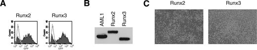 Figure 7. Runx2/AML3 and Runx3/AML2 have the capacity to rescue the hematopoietic defect of AML1-deficient P-Sp regions. (A) The efficiency of retrovirus-mediated gene transfer of Runx2/AML3 or Runx3/AML2 was estimated by infecting NIH3T3 cells. Retrovirus-infected cells were evaluated by the expression of GFP (shaded histograms). Also shown are the noninfected NIH3T3 cells (open histograms). (B) Expression of 3 Runx proteins (AML1, Runx2/AML3, and Runx3/AML2) in infected NIH3T3 cells. The expression is monitored by immunoblotting of whole-cell lysates with anti-Flag. (C) Both Runx2/AML3 and Runx3/AML2 have the capacity to rescue the hematopoietic defect of AML1-deficient P-Sp regions. Shown are phase-contrast microscopic views of these cultures at 14 days visualized using a Nikon Eclipse TE2000-U (Nikon Sankei) at a magnification of × 100.