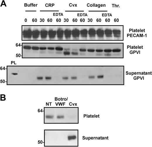 Figure 1. Treatment of platelets with GPVI agonists induces loss of GPVI from the platelet surface. (A) Washed human platelets (5 × 108/mL) were resuspended in Tyrode buffer and treated with either 20 μg/mL CRP or collagen or 0.5 μg/mL convulxin (Cvx) for up to 60 minutes, or 1 U thrombin (Thr) for 60 minutes. EDTA (10 mM), where indicated, was included in some incubations. Platelet suspensions were incubated at room temperature, then mixed with 10 mM EDTA (final concentration) and centrifuged to isolate platelets from incubation medium supernatants. Platelet pellets were lysed in 1% Triton X-100 and aliquots of platelet extracts or supernatants were electrophoresed on SDS/acrylamide gels, transferred to nitrocellulose, then probed with anti-PECAM-1 antibody WM59 or anti-GPVI monoclonal antibody 6B12-3. An aliquot of resting platelet lysate is included on the left hand side of supernatant fractions for molecular weight comparison. Data are representative of at least 3 experiments with different donors. Two separate preparations each of collagen and CRP were tested and no difference was observed between each preparation of GPVI agonist for production of GPVI fragment. (B) Washed platelets were treated with 0.5 μg/mL convulxin or a combination of 2.5 μg/mL botrocetin (Botr0) plus 10 μg/mL von Willebrand factor (VWF) for 60 minutes. Incubations were then treated and analyzed as described for panel A.