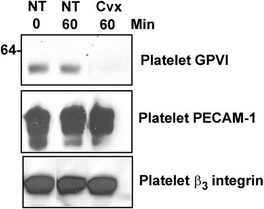 Figure 2. Treatment of platelets with GPVI agonists does not induce loss of PECAM-1 or β3 integrin from platelets. Samples of resting and convulxin-treated platelet lysates were prepared as described in Figure 1 and were analyzed for levels of GPVI, PECAM-1, or β3 integrin by SDS-PAGE and immunoblotting with 6B12-3, WM59, or CRC54, respectively.