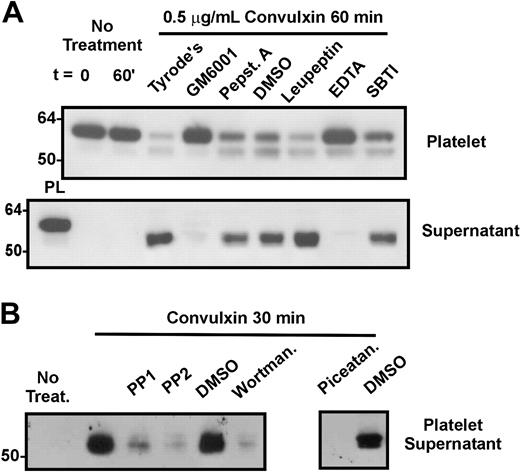 Figure 3. Release of GPVI from platelets is blocked by a broad-spectrum metalloproteinase inhibitor. Washed human platelets were resuspended in Tyrode buffer and treated with 0.5 μg/mL convulxin in the presence of (A) 100 μM GM6001 or DMSO, 5 mM EDTA, 0.1 mM pepstatin A, 0.1 mM leupeptin, or 0.1 mM soybean trypsin inhibitor (SBTI) or (B) 10 μM PP1, 10 μM PP2, 0.1 μM wortmannin, 30 μg/mL piceatannol, or DMSO. Platelets were incubated at room temperature for 1 hour, then pelleted and lysed in buffer containing proteinase inhibitors and Triton X-100 as described in “Materials and methods.” Aliquots of supernatants and platelet lysates were electrophoresed on SDS/acrylamide gels, transferred to nitrocellulose, and probed with anti-GPVI monoclonal antibody. An aliquot of resting platelet lysate is included on the left hand side of supernatant fractions for molecular weight comparison in panel A. Data are representative of at least 3 experiments with different donors.