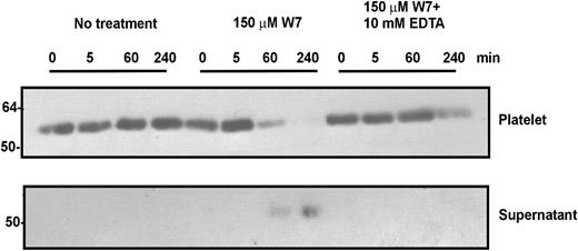 Figure 5. Treatment of platelets with a calmodulin inhibitor induces loss of GPVI from the platelet surface. Washed human platelets were resuspended in Tyrode buffer and treated with 150 μM W7. EDTA (10 mM) was included in some incubations. Platelet suspensions were incubated at room temperature for up to 4 hours, then mixed with 10 mM EDTA (final concentration), and centrifuged to isolate platelets from the incubation medium supernatant. Platelet pellets were lysed in buffer containing Triton X-100 and proteinase inhibitors and aliquots of platelet extracts or supernatants were electrophoresed on SDS/acrylamide gels, transferred to nitrocellulose, and probed with anti-GPVI monoclonal antibody, 6B12-3. Data are representative of at least 3 experiments with different donors.