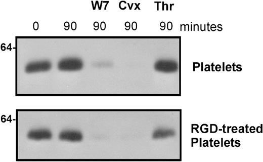 Figure 7. Treatment of platelets with RGD peptide does not block ligand-induced loss of GPVI from platelets. Washed human platelets (5 × 108/mL) were resuspended in Tyrode buffer alone or containing 100 μM RGD peptide and treated with either 0.5 μg/mL convulxin, 150 μM W7, or 1 U thrombin (Thr) for 90 minutes at room temperature. The treated platelets were then mixed with 10 mM EDTA and the platelets isolated by centrifugation. The platelet pellets were lysed in buffer containing Triton X-100 and proteinase inhibitors, and aliquots of the platelet extracts were electrophoresed on SDS/acrylamide gels, transferred to nitrocellulose, then probed with the anti-GPVI monoclonal antibody 6B12-3. This experiment is representative of at least 3 experiments with different donors.