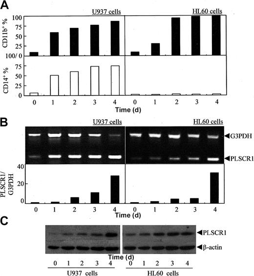 Figure 3. Effects of ATRA on PLSCR1 expression in leukemic cell lines U937 and HL60. U937 and HL60 cells were treated with 10-6 M ATRA for times indicated. CD11b+/CD14+ cells (A), semiquantitative RT-PCR for PLSCR1 mRNA (B), and Western blot for PLSCR1 with β-actin as loading control (C) were performed as detailed in “Materials and methods.”
