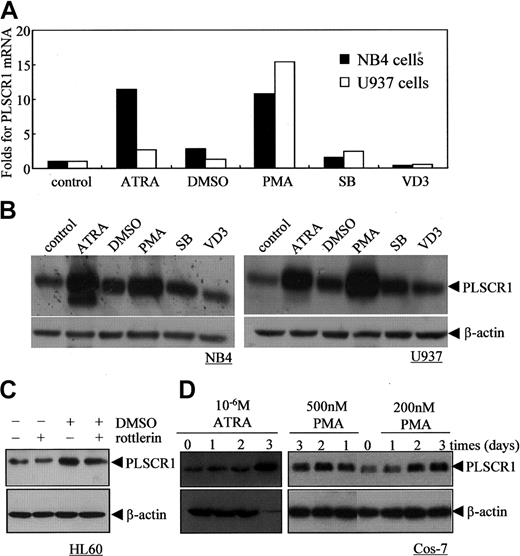 Figure 4. Effects of various differentiation-inducing agents on PLSCR1 expression in leukemic cell lines and Cos-7 cells. (A-B) NB4 and U937 cells were treated with the differentiation inducers 10-6 M ATRA, 1% DMSO, 100 nM PMA, 2 mM SB, or 2.5 × 10-7 M VD3 for 3 days; then real-time PCR (A) and Western blots (B) for PLSCR1 with β-actin as loading control were performed as described in “Materials and methods.” (C) HL60 cells were treated with 1% DMSO and/or 1 μM rottlerin for 24 hours, and PLSCR1 was detected by Western blot with β-actin as loading control. (D) Cos-7 cells were treated with ATRA (10-6 M) or PMA (200 nM and 500 nM) for day(s) shown, and PLSCR1 was detected by Western blot with β-actin as loading control. All experiments were repeated at least 3 times with similar results.