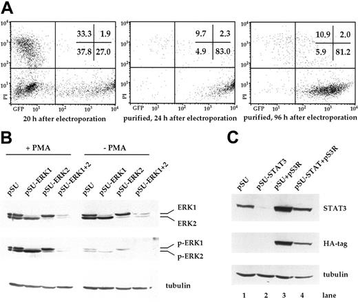 Figure 1. Transfection of INA-6 myeloma cells and selective targeting of ERK1, ERK2, and STAT3 with siRNAs. (A) FACS analysis of INA-6 cells after electroporation with a mixture of expression vectors for EGFP, truncated CD4 (CD4 Δ), and pSUPER. From left to right: 20 hours after transfection but before purification, 24 hours after transfection and after purification of live transfected cells, and 4 days after transfection with maintenance in culture. Of note are high numbers of initially transfected myeloma cells, the selective enrichment of the most strongly transfected live cells, and the generally good viability of these cells in culture. Numbers in the inset represent the percentage of events within the respective quadrant. (B) Western blot analysis of ERK1,2 and phospho-ERK1,2 in purified INA-6 cells 72 hours after electroporation with expression plasmids for siRNAs against ERK1 or ERK2 (pSU-ERK1, pSU-ERK2), or a combination of both (pSU-ERK1 + 2). Shown is the strong and selective knockdown of the targeted protein(s), and the near absence of the respective activated form(s) even after stimulation with PMA (25 μg/mL) for 30 minutes. Basal phosphorylation of ERK became undetectable after expression of the siRNAs. (C) Western blot analysis of STAT3 in INA-6 cells electroporated with an expression plasmid for an siRNA against STAT3 (lane 2), and of cells additionally transfected with an expression plasmid (pS3R) for HA-tagged STAT3 protein derived from a sequence not recognized by the siRNA (lane 4). Shown is the near absence of STAT3 in the siRNA-transfected cells, and replenishment of the STAT3 pool through concomitant expression of the tagged, genetically modified version. Antibody staining of α-tubulin served as loading control.